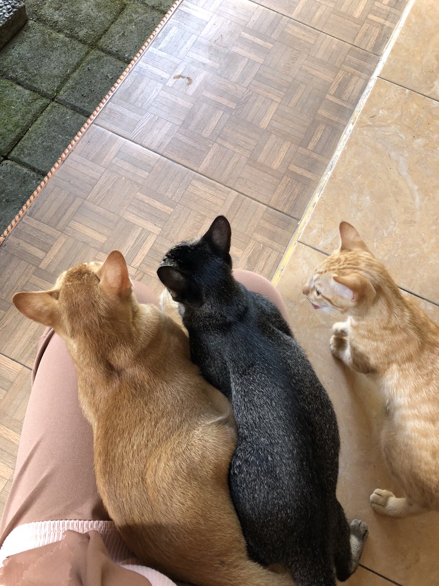 hawasurya's tweet photo. Ya maap klo saya terlambat, 
Ini kucing saya gak kasih berangkat! https://t.co/SoOxKeevBZ