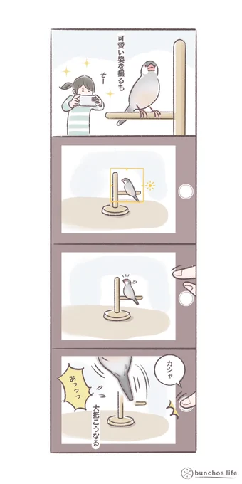 気付かれると飛んで来てしまうのでなかなか上手く撮れない
#文鳥 
#bunchoslife 
#4コマ漫画 