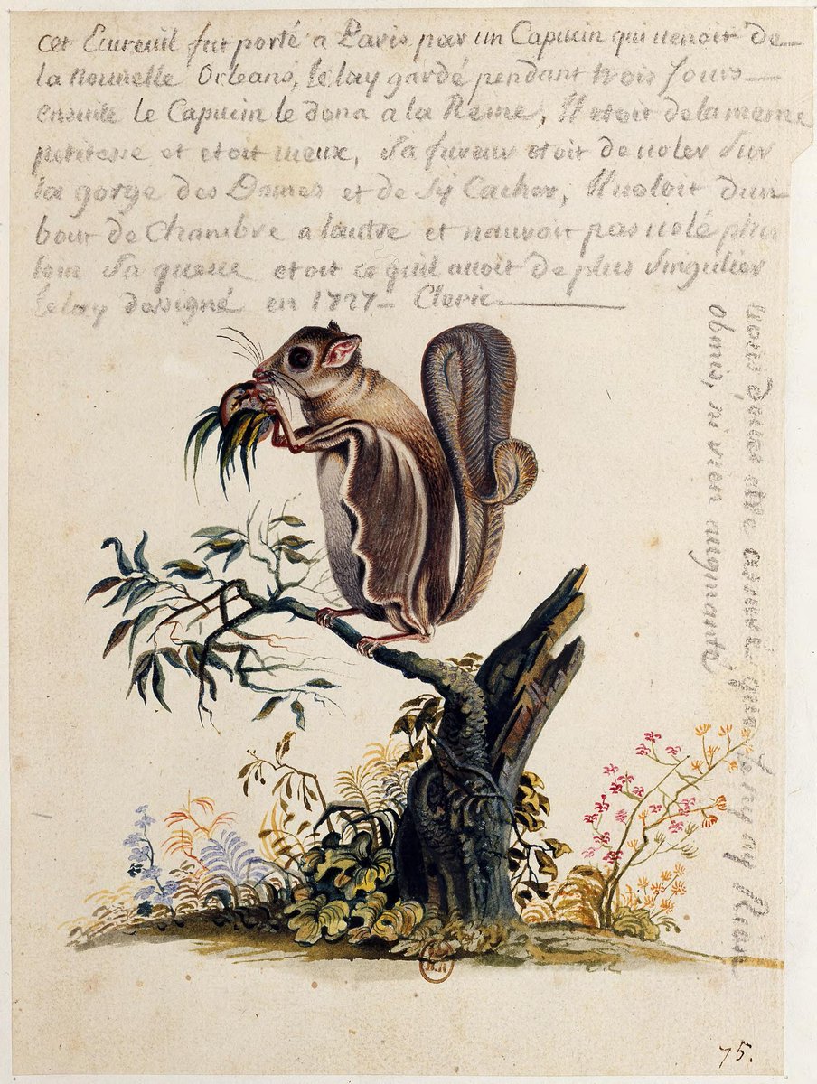#WatercolorWednesday: 1727 picture of a Southern Flying Squirrel from New Orleans who was brought to Versailles, where it amused the French court as it "would fly from one end of the room to the other" and "jump onto the ladies' necks and hide." @WDLorg: loc.gov/resource/gdcwd…