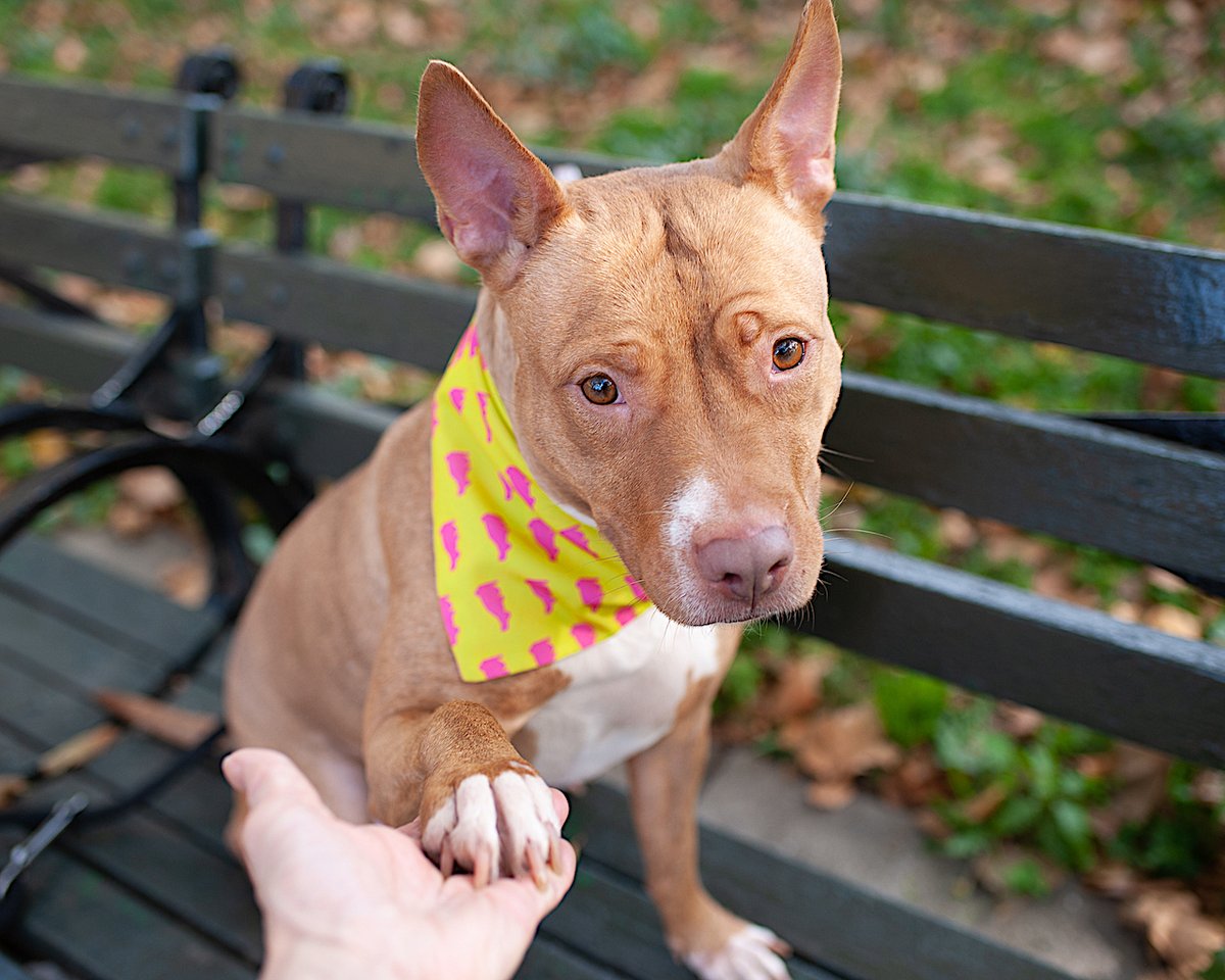 NMBewitched's tweet photo. Miss Jule is an old soul in a 3yr 
Arrived on 10/4, rated a stellar level 2; now 3 months later #rescue only
Why? Because though she still loves walks, treats &amp; interaction she wants a calm place to snuggle in someones lap
Only $281 in #Pledges 
Why?
She is reaching out, help her https://t.co/XVybrbidM3