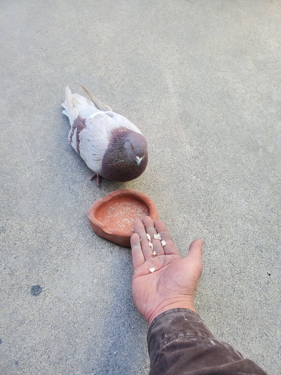 AutoHky's tweet photo. ある日突然やって来た鳩

だいぶなついたぞ

可愛くなってきちゃったww https://t.co/SNVJ0WQNac