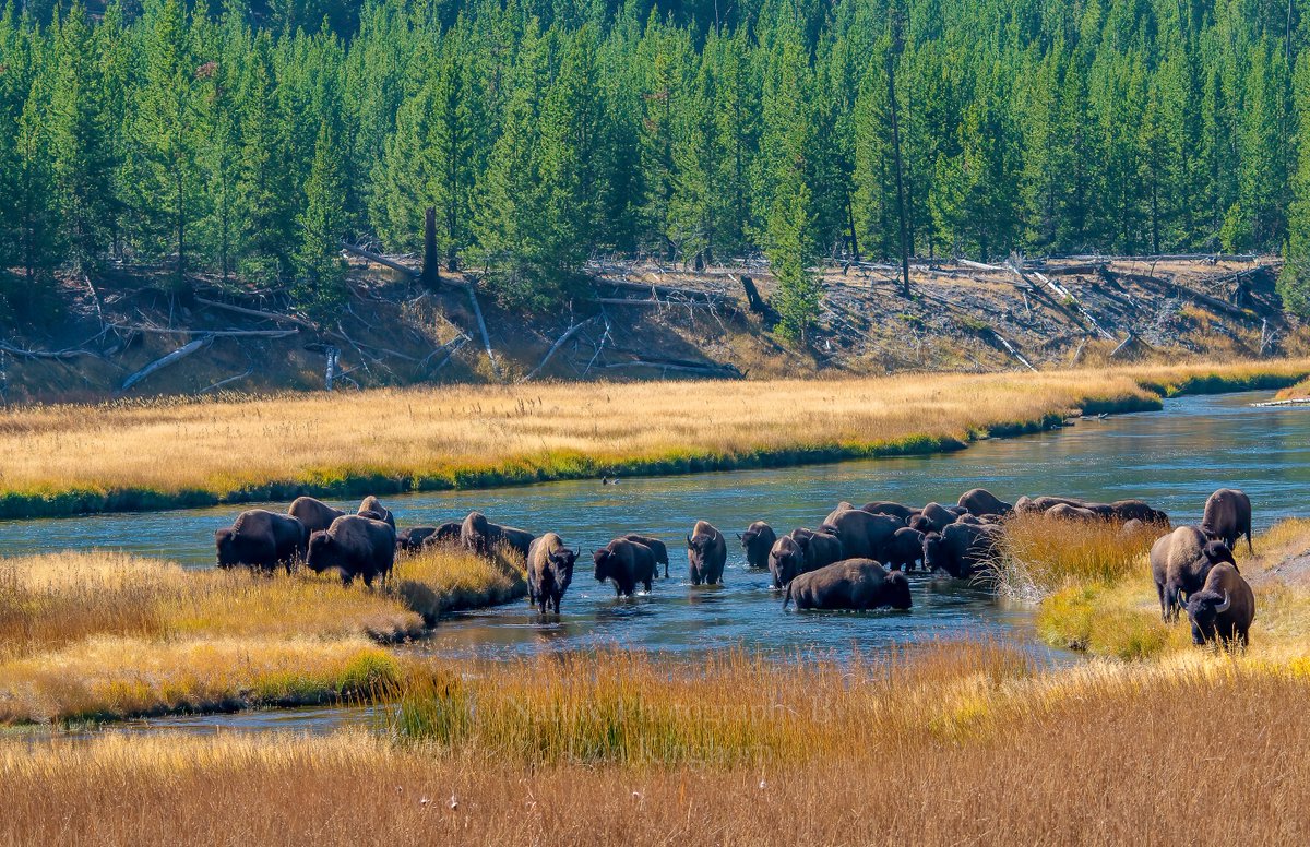 #Bison along the #MadisonRiver at #YellowstoneNationalPark.  #NaturePhotography #WildlifePhotography #ThePhotoHour