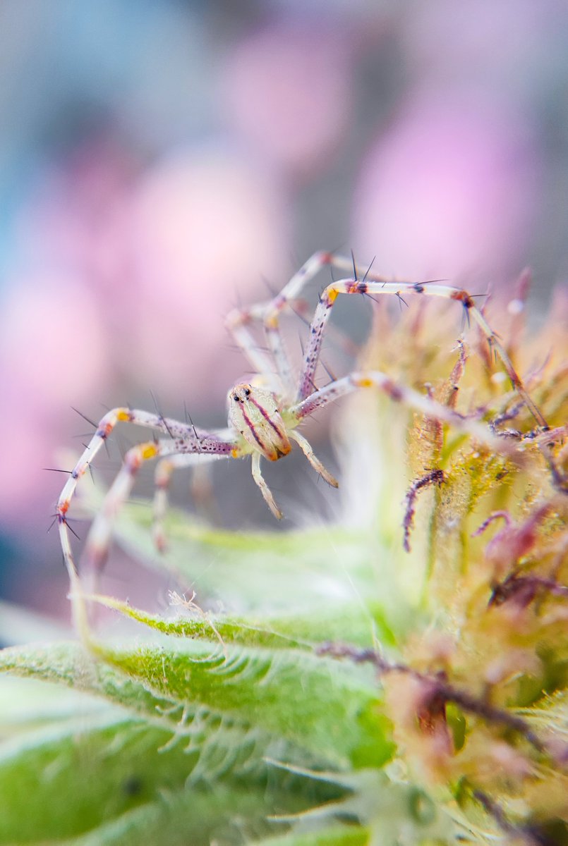 •~Good Morning....☕🔆 #spider #ThePhotoHour #StormHour #MacroHour #waytowild #photography #InsectThursday Lynx Spider .....♥️