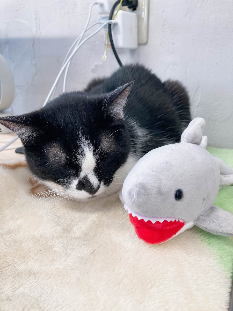 qnote_inc's tweet photo. 新しいお友達🦈
からの
#ごめん寝 !
#qnote_cat #猫会社 #猫社員 #cat #FacePalm #元保護猫 https://t.co/Skx7ItcWA4