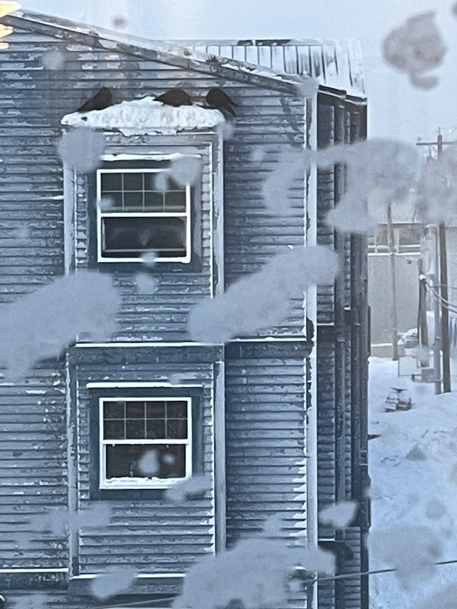 christensenf's tweet photo. Ravens trying to stay warm in Iqaluit…. https://t.co/mISqtfwEJB