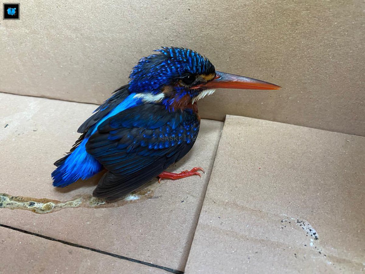 Askrlfess on Twitter "[askrl] kucing sender bawa burung ke rumah