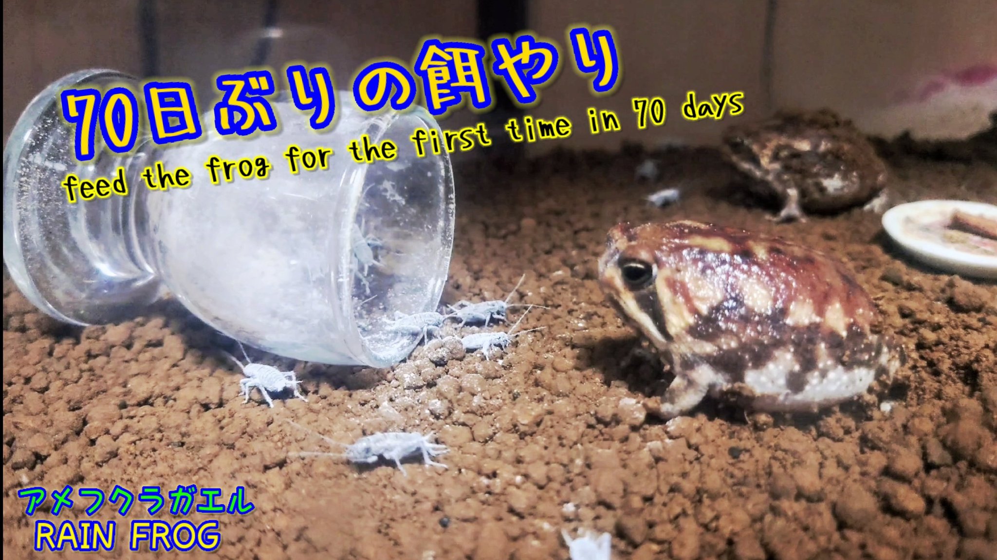 小さめ！コオロギ爆食い アメフクラガエル 生体 珍カエル 生体