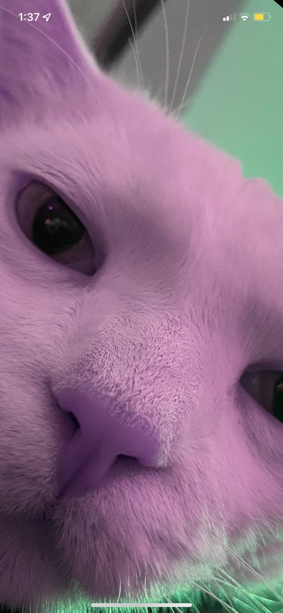 _JazzManderson's tweet photo. @howlitosguey scoping this new novelty dog account like…😾😾😾 https://t.co/YXJ3v8GlQg