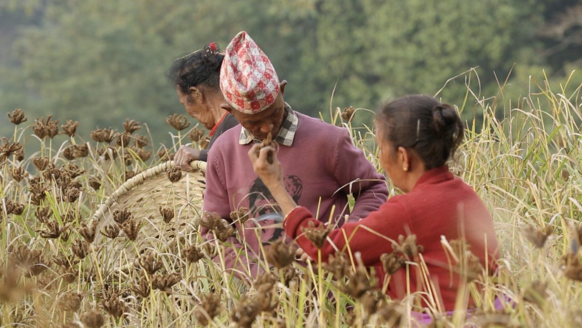 Storycycle's tweet photo. We are working on the branding /tracking for "KaliKhola Kodo". ( Millets ) With the #karesa app you can track where your product comes from and how it was delivered to your doorsteps. https://t.co/4imcg6mBRx