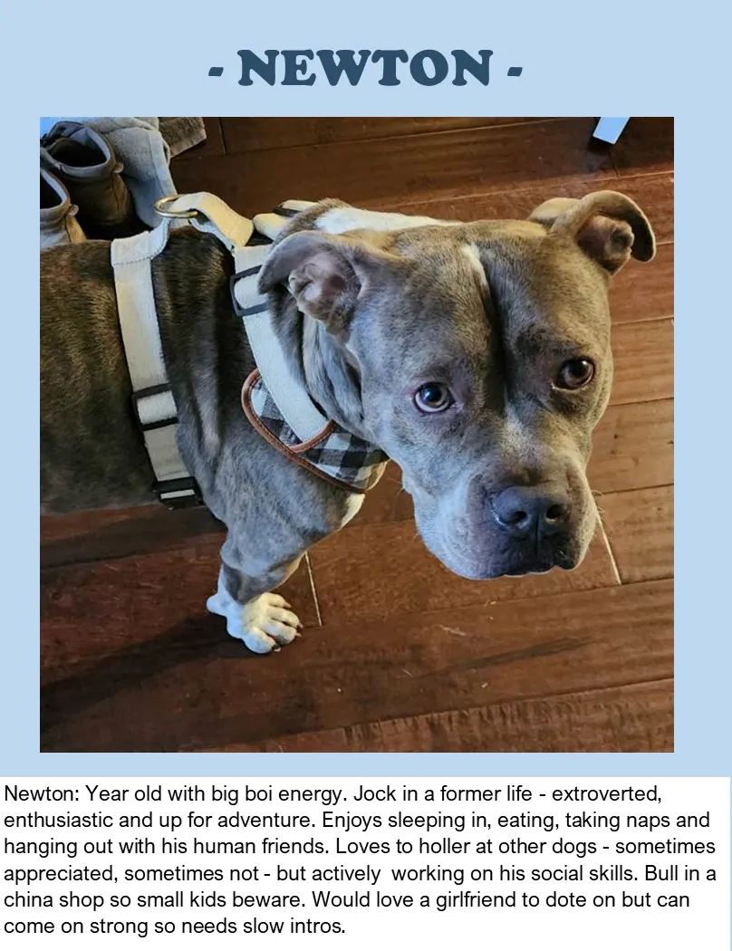 HugABull's tweet photo. #FunnyDatingProfiles
Full post at https://t.co/nNqXWqwez5
#HugABull #rescue #foster #adopt #fosteringsaveslives #rescuelocal #supportrescue #rescuedogย #rescuedogsย #rescuedogsrockย #rescuedogsruleย #adoptarescuedogย #dogsofbc #endbsl https://t.co/hq4a8rsype
