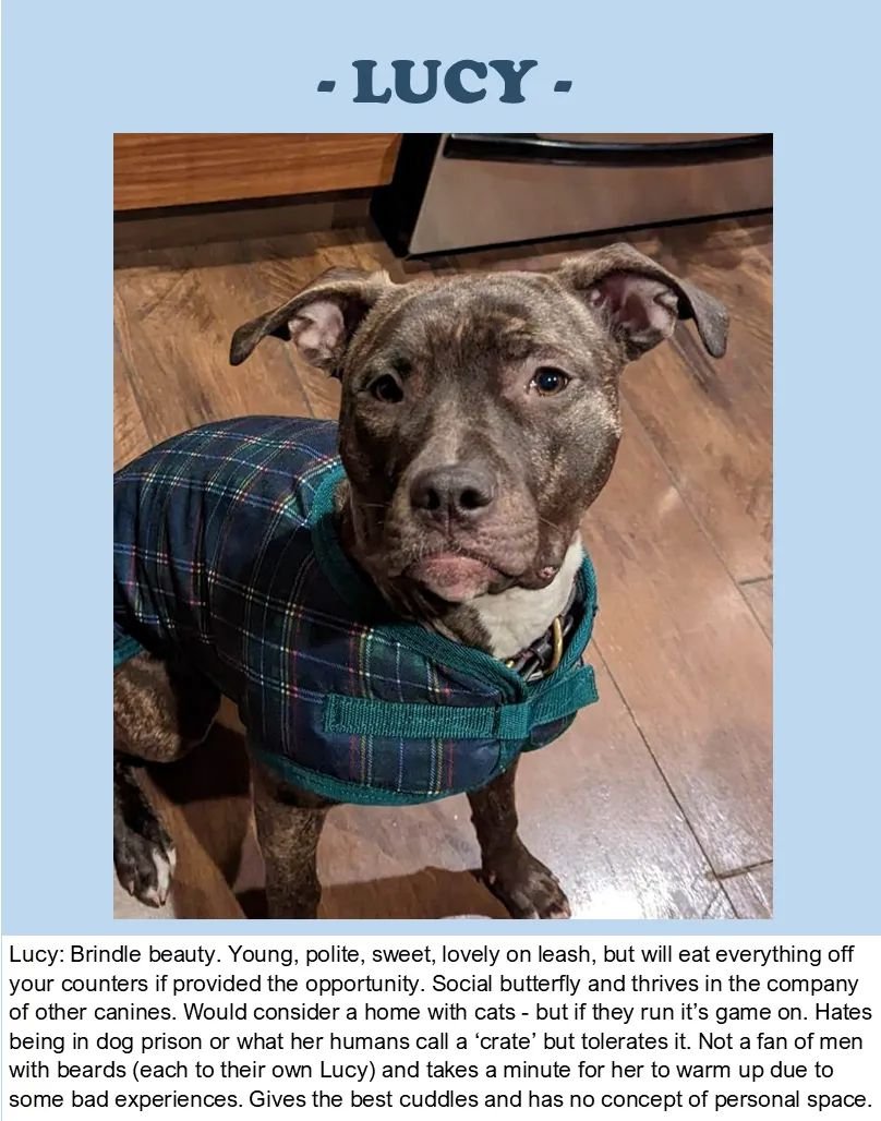 HugABull's tweet photo. #FunnyDatingProfiles
Full post at https://t.co/nNqXWqwez5
#HugABull #rescue #foster #adopt #fosteringsaveslives #rescuelocal #supportrescue #rescuedogย #rescuedogsย #rescuedogsrockย #rescuedogsruleย #adoptarescuedogย #dogsofbc #endbsl https://t.co/hq4a8rsype