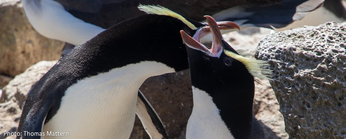 IPC_penguins's tweet photo. Abstract submission for #IPC11 is open. Deadline for submissions in 30 March 2023. Submit your abstracts online here -> https://t.co/aZWTTbo3Xa https://t.co/QVVUJ7dHbl
