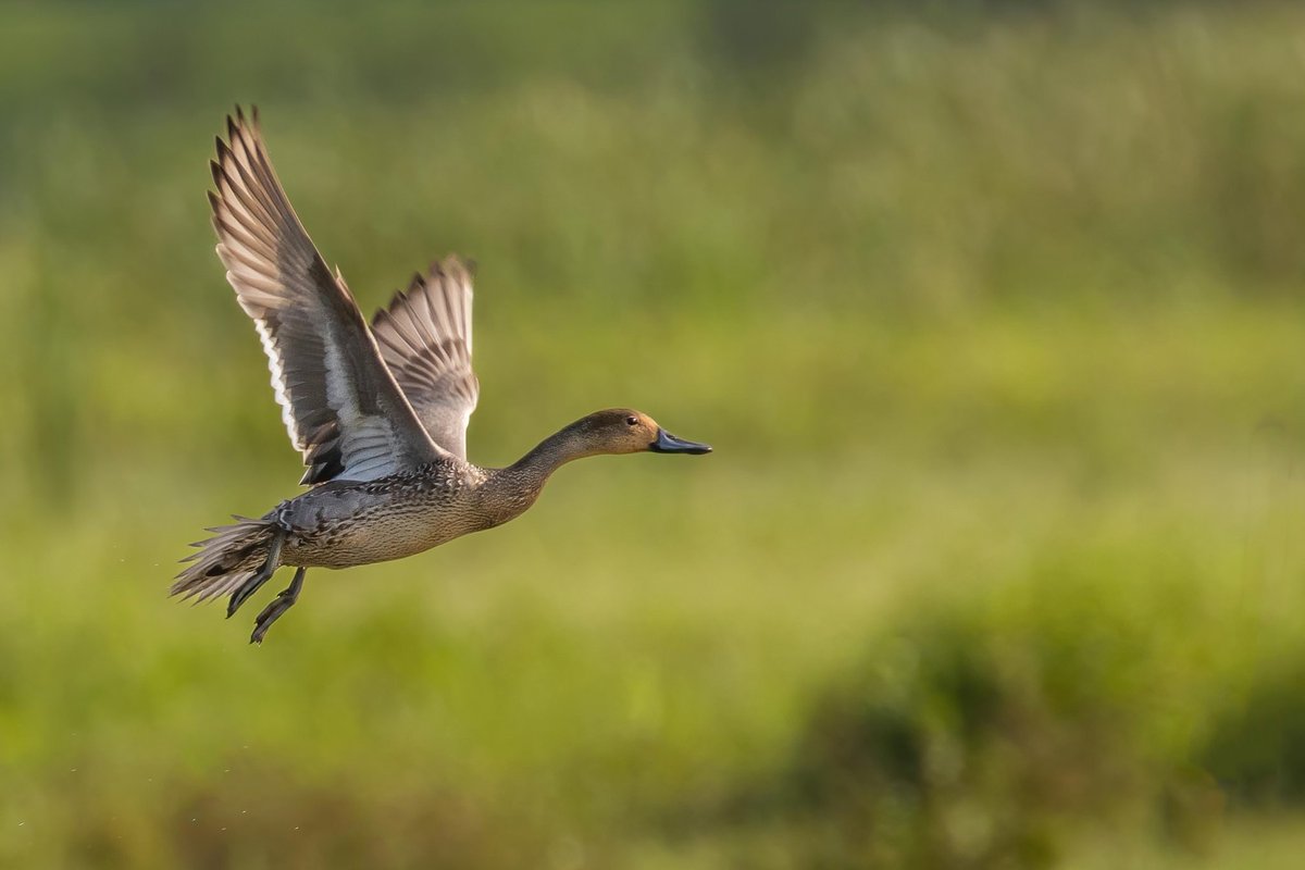 RayGetter25's tweet photo. @BraydenCreation Some of my favourite wildlife shots! https://t.co/X4iCgLoBtv