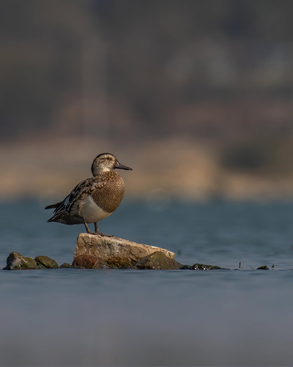 RayGetter25's tweet photo. @BraydenCreation Some of my favourite wildlife shots! https://t.co/X4iCgLoBtv