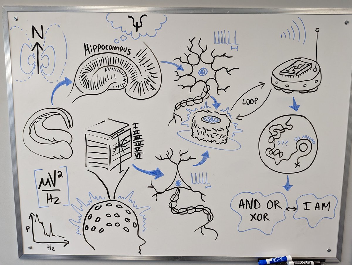 DrNRouleau's tweet image. Breaking in the new white board with a visualization of bioengineered cognitive systems #embodiedcognition #minimalcognition #neuraltissueengineering #bioengineering #neuroscience #primitivecogniton
