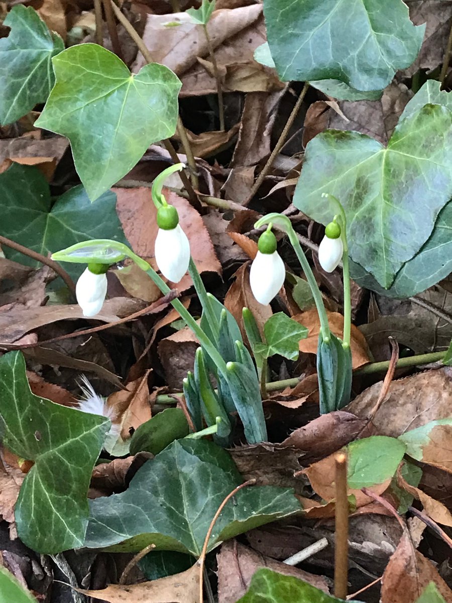 suemell2017's tweet photo. Signs of spring, when it seems winter has just begun.
#tinytruth https://t.co/jcV8eUIYak