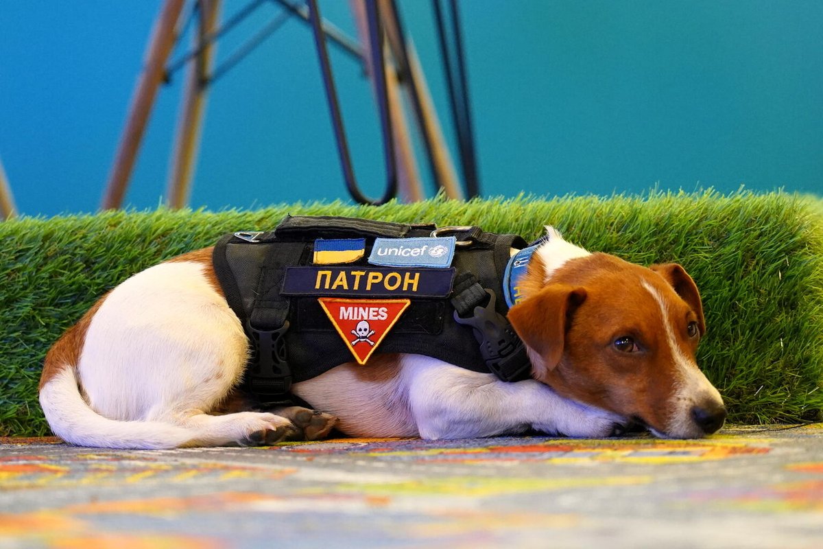 UNICEF_ECA's tweet photo. A bomb-sniffing Jack Russell Terrier Patron helped pyrotechnicians from Chernihiv, #Ukraine, find over 300 explosive objects. 

The dog has become the mascot of the State Emergency Service of Ukraine and was awarded a special title - Goodwill Dog - by @UNICEF_UA.

@unicef https://t.co/E9goZaFvuE