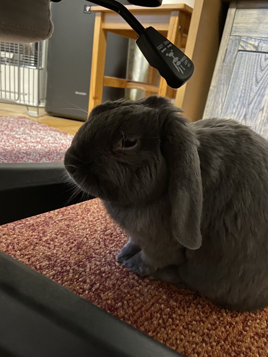 RMNkunn's tweet photo. 忙しくしてますがボクも飼い主も元気です！ ( 𖦹  ̫𖦹 )🌀 https://t.co/5HQjN3wHFJ