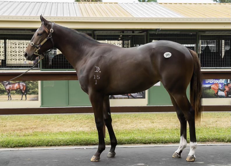 tricoloursR's tweet photo. Call the police 👮♂️! We have stolen this stunning filly from @mmsnippets! By outstanding sire Better Than Ready, she is out of a proven producer, and from a G1 family! Will be paid up for @Racing_QLD QTIS fillies bonuses! #value #lot341 https://t.co/1ewGaYoXF5