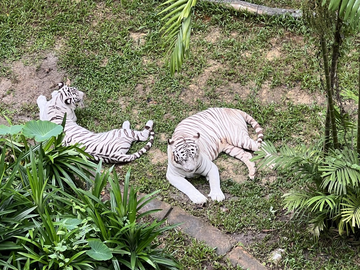 MizuAkuma's tweet photo. @m00nlight_skz Just tiger pic :0 https://t.co/xF9TMPt3vJ