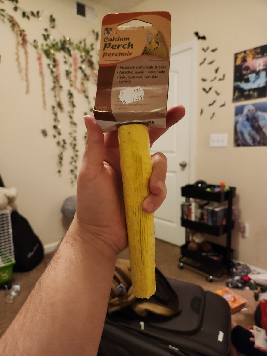 John and Ollie the Budgies tweet media