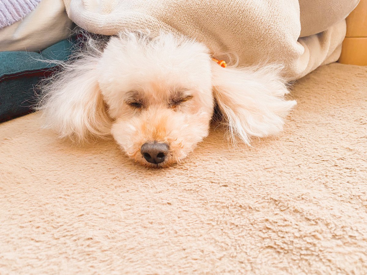 ぐう🐶💤 https://t.co/4GRoni4H8o
