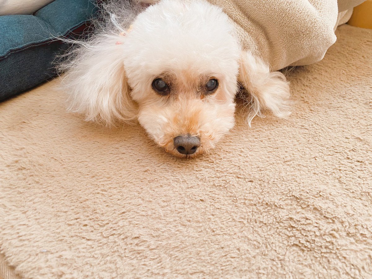 ぐう🐶💤 https://t.co/4GRoni4H8o