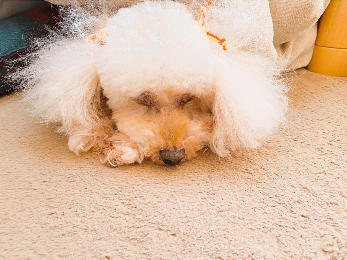 ぐう🐶💤 https://t.co/4GRoni4H8o