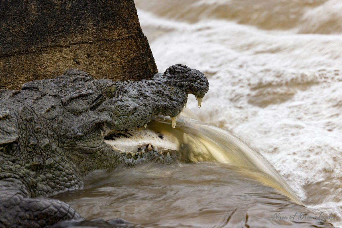 Crocodile waiting for fish to swim past him on a overflowing culvert. 

#travelsrilanka #wilpattu #canonwildlife #crocodile #muggercrocodile #srilanka