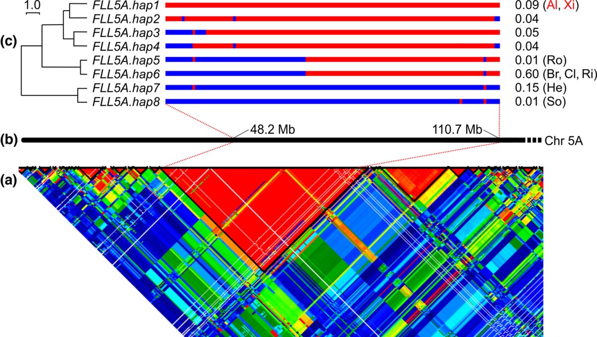 Longer epidermal cells underlie a quantitative source of variation in wheat flag leaf size
Zanella et al. <a href="/niabscience/">Niab Science</a> <a href="/niabgroup/">Niab</a> <a href="/james_f_cockram/">James Cockram</a> 

📖ow.ly/YNyi50MnOF9