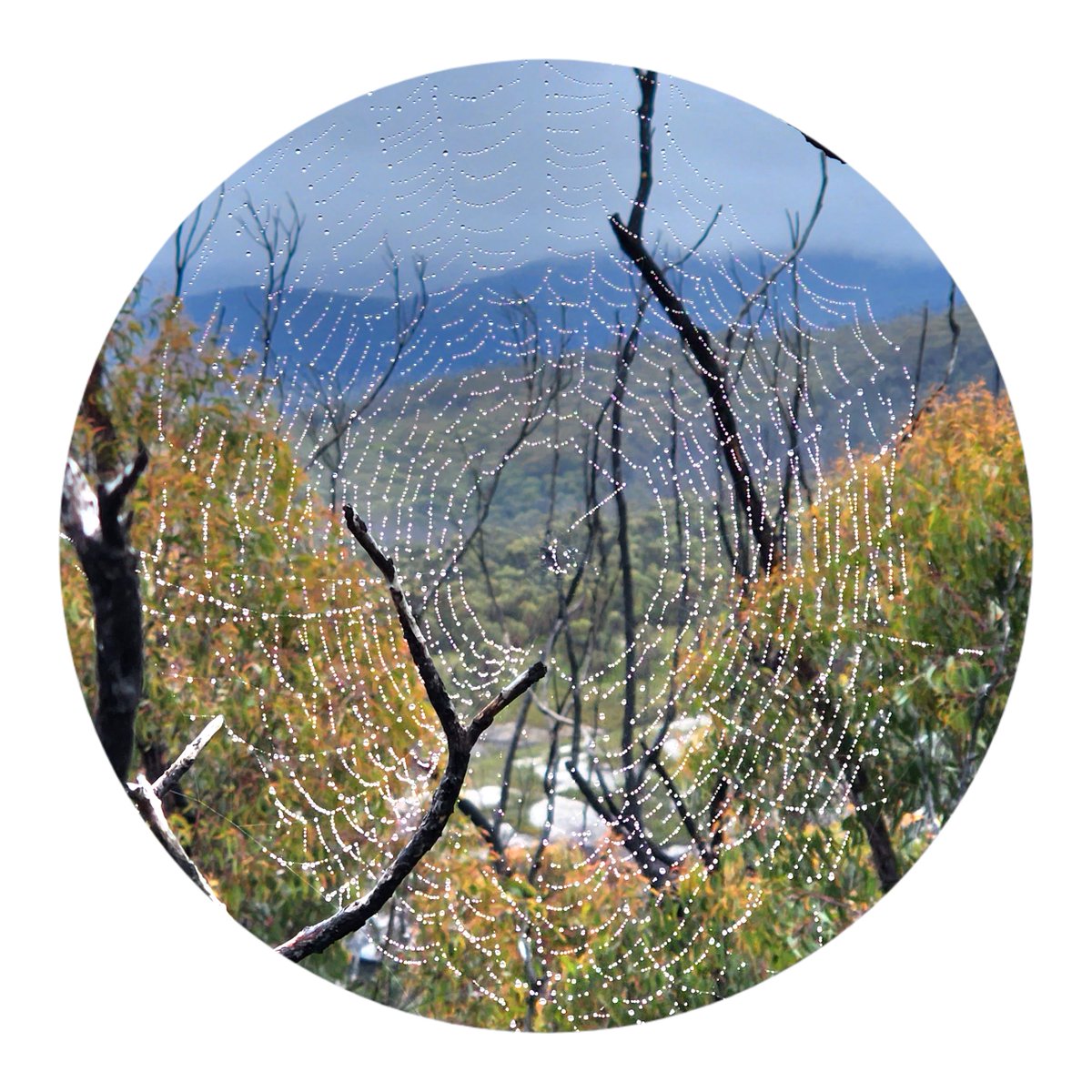 A spider's perspective on the world, Budawang National Park, NSW

#natureisart #spiders #arachnida #Budawangs #NatureBeauty #nature #naturelover #insect #insects #outdoors