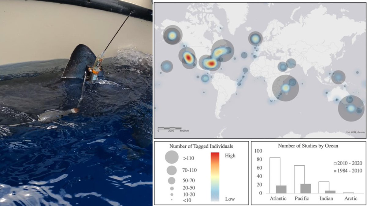 NEW Review paper: 'Global tracking of shark movements, behaviour & ecology...' - three times the no. of satellite studies conducted during the 2010-2020 decade than ever before, tracking double the number of species previously tagged - led by Sam Renshaw sciencedirect.com/science/articl…