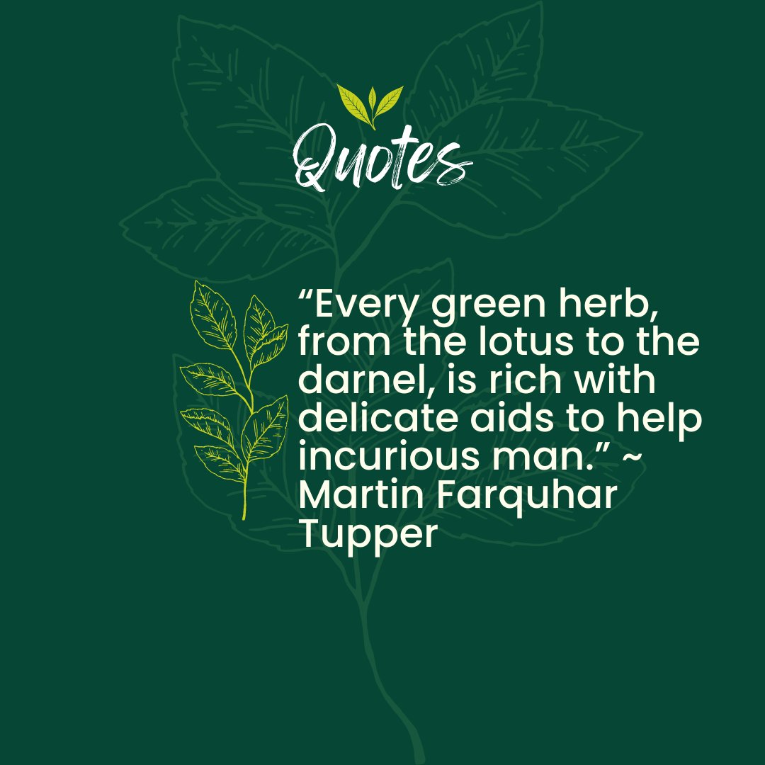 indiherbs_llc's tweet photo. “Every green herb, from the lotus to the darnel, is rich with delicate aids to help incurious man.” ~ Martin Farquhar Tupper
What is your favorite quote?
#Indiherbs #Deache #quotes #quotesaboutlife #herb #herbs
#favouritequotes https://t.co/gukpwyjD7q