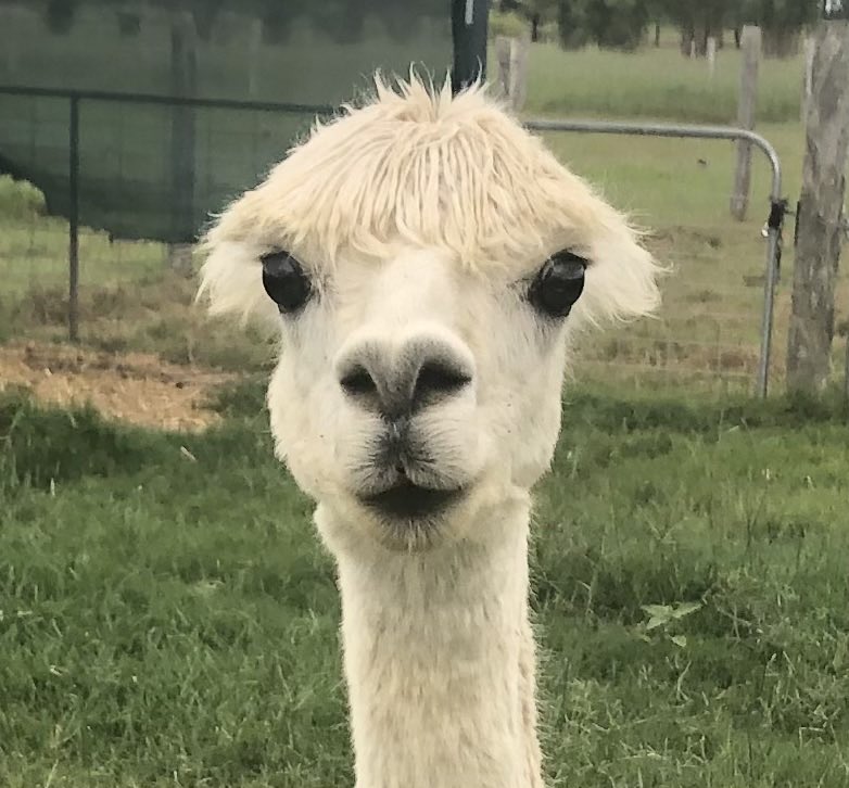 I might have lost me ears 🤯🥺 #MissyRose