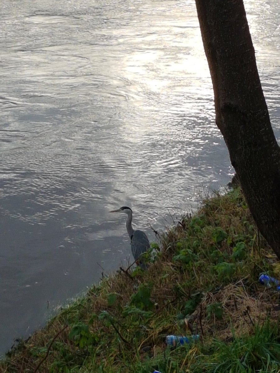 A moment of tranquility on my way to work. First heron of the year!