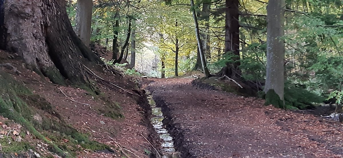 PKCTrust's tweet photo. The stunning #woodland #path at the back of Murthly Sawmill (SPIT/113) is now more accessible for everyone thanks to over £5,000 of #pathimprovement works!🌳🌺🥾
https://t.co/YOZV0Pd8BI
#rivertayway #dunkeld #drainage #woodlandwalk #pathworks #nomoremuddyboots #perthshire https://t.co/1aXoI1qnVk