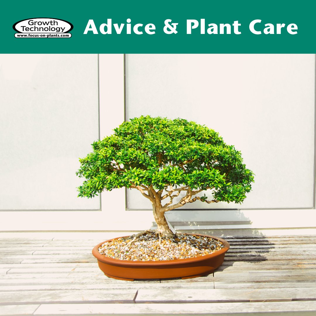 Focus On Plants tweet media