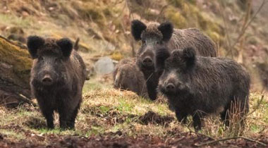 eurocarne's tweet photo. En 2022 hubo un 45% menos brotes de #PPA en Europa que en 2021. Sin embargo, la enfermedad apareció en tres nuevos países europeos https://t.co/xrPY2UgmAQ https://t.co/Akt5bXqXtD