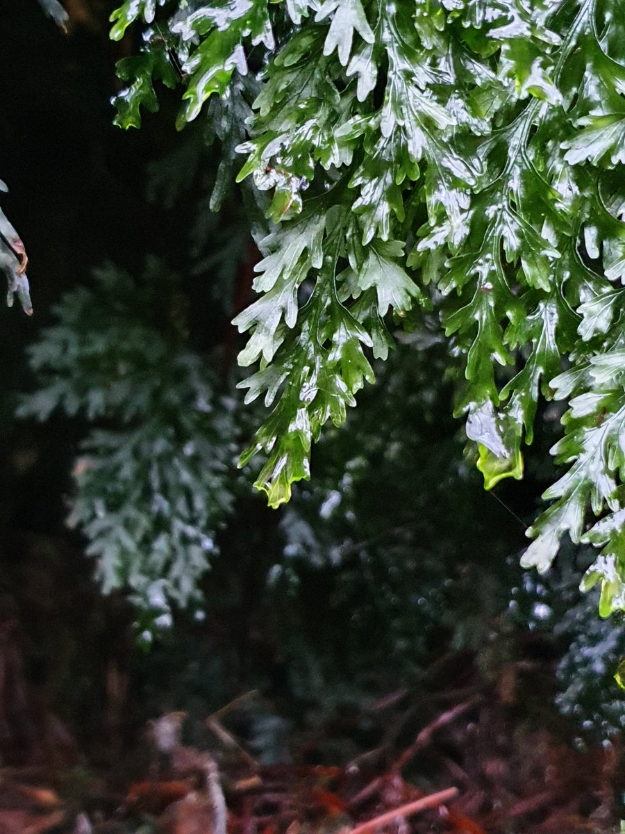 The largest + rarest of Ireland's three rainforest filmy ferns, all of which are here in the woods: Killarney fern.

To me, it has something of the look of a marine plant, like a miniature upside-down kelp that somehow ended up in a (very wet) land habitat.