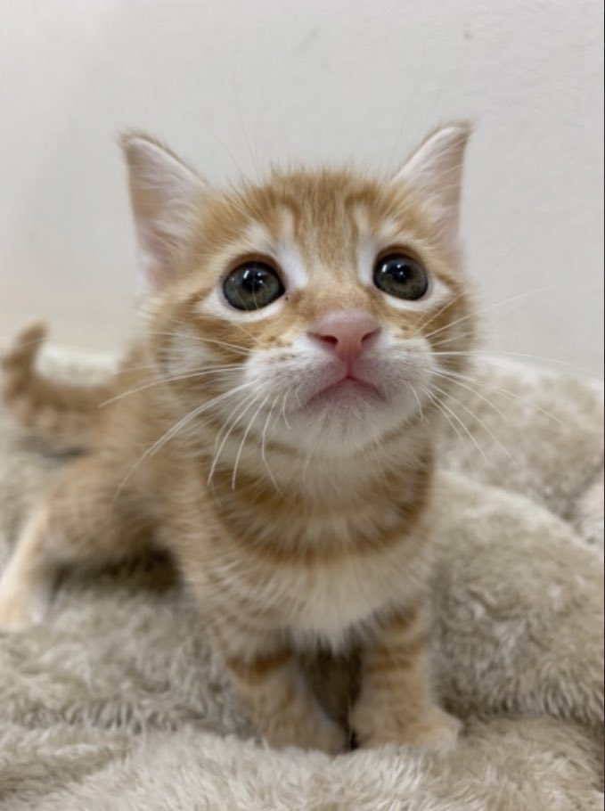tomoe_ee's tweet photo. 2019.11.23
我が家の家族に✨
可愛い茶トラ兄弟🐈

#保護猫 https://t.co/R7rn4CCpEN