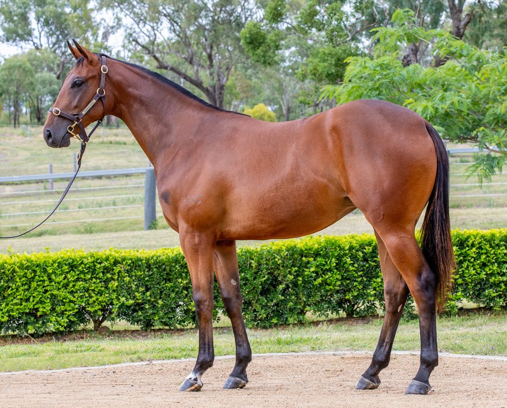 RBloodstock's tweet image. Second filly by @DarleyAus Champion 2YO Colt Microphone purchased by @StarTbreds from the @mmsnippets yearling sale with @eurekastud's Lot 572 from an impressive black type family - just two dams on the page!

@anz_news @FBAA_agents @Aushorse_TBA @cwallerracing @TDNAusNZ