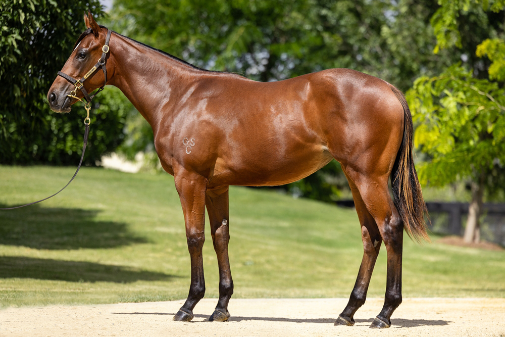 RBloodstock's tweet image. Another great purchase @mmsnippets for @StarTbreds as the So You Think 3/4 sister to LW Whispered Secret was secured from @NewgateFarm's draft. Bred by @GooreeStud, it's the family of dual G1 winner Prized Icon.

@cwallerracing @anz_news @FBAA_agents @Aushorse_TBA @CoolmoreAus