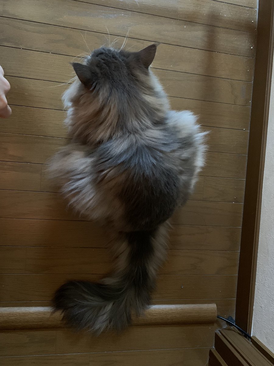 fps_reima's tweet photo. やはり座り方に違和感猫 https://t.co/LeBRaM9smN