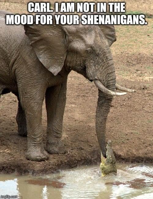 Prof. Katie Hinde tweet media