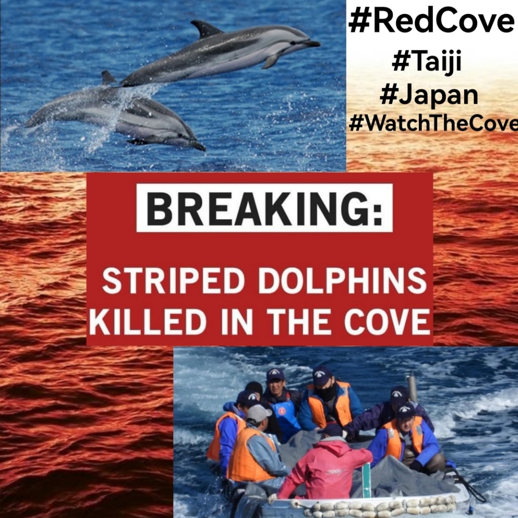 ❗Striped Dolphins  brutally killed❗
#Taiji #Japan #TheCove #DontBuyATicket #CaptivityKills