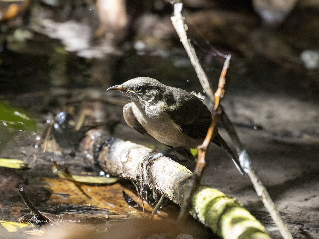 Louthesciwriter's tweet image. A female bellbird/ korimako (Anthornis melanura) slipping down for a drink in the stream at Manor Park Golf Sanctuary. Bird #4 in 2023.

#lowerhutt #nzbirds #BirdsSeenIn2023 #NewZealand #birding #birdwatching