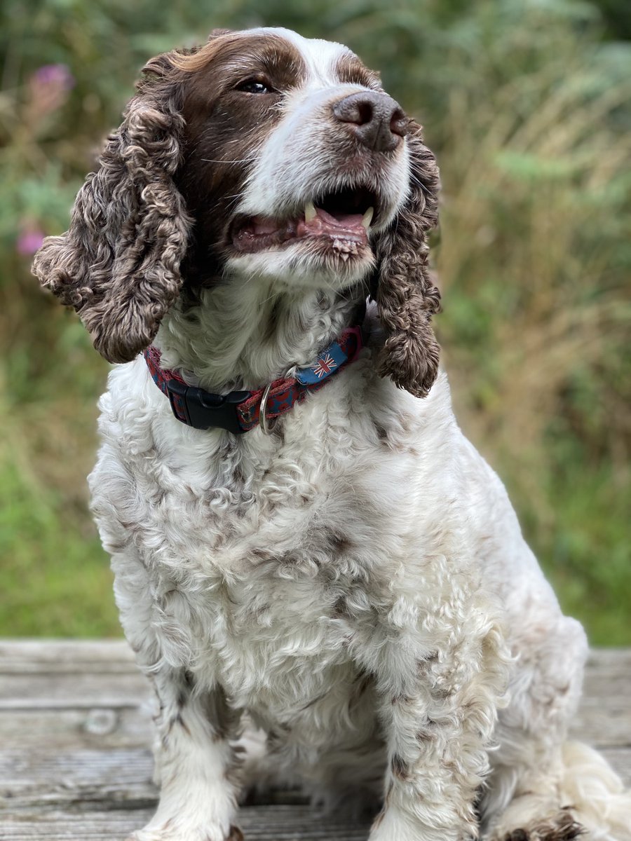 SpanielsSuper's tweet photo. @EltonSherrif I have been to the tooth thief too #ItWasAwful they call me #GappyGums  he stole my entire front row …… &amp; the worst bit? #MumLetHim #HowCouldShe https://t.co/xU3T0Hv6NN