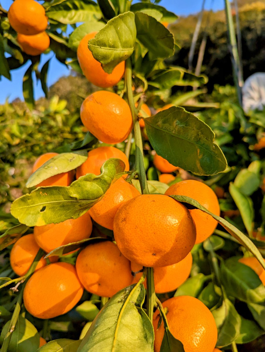 sunset_mirror's tweet photo. Orange is a color of #Mitoyo
#Kagawa #udon #setouchi
#gotojapan #travel #travelphotography 
#undiscovered_japan #sunset #sunsetwithmirror https://t.co/wBJjKdFIS5