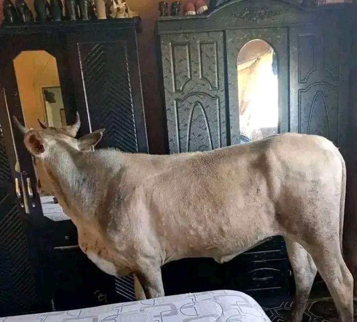 BANDILEM69's tweet photo. So I'm still emakhaya and forced to sleep with the cow in the house because apparently people here steal in January https://t.co/3zoqWm9kRq