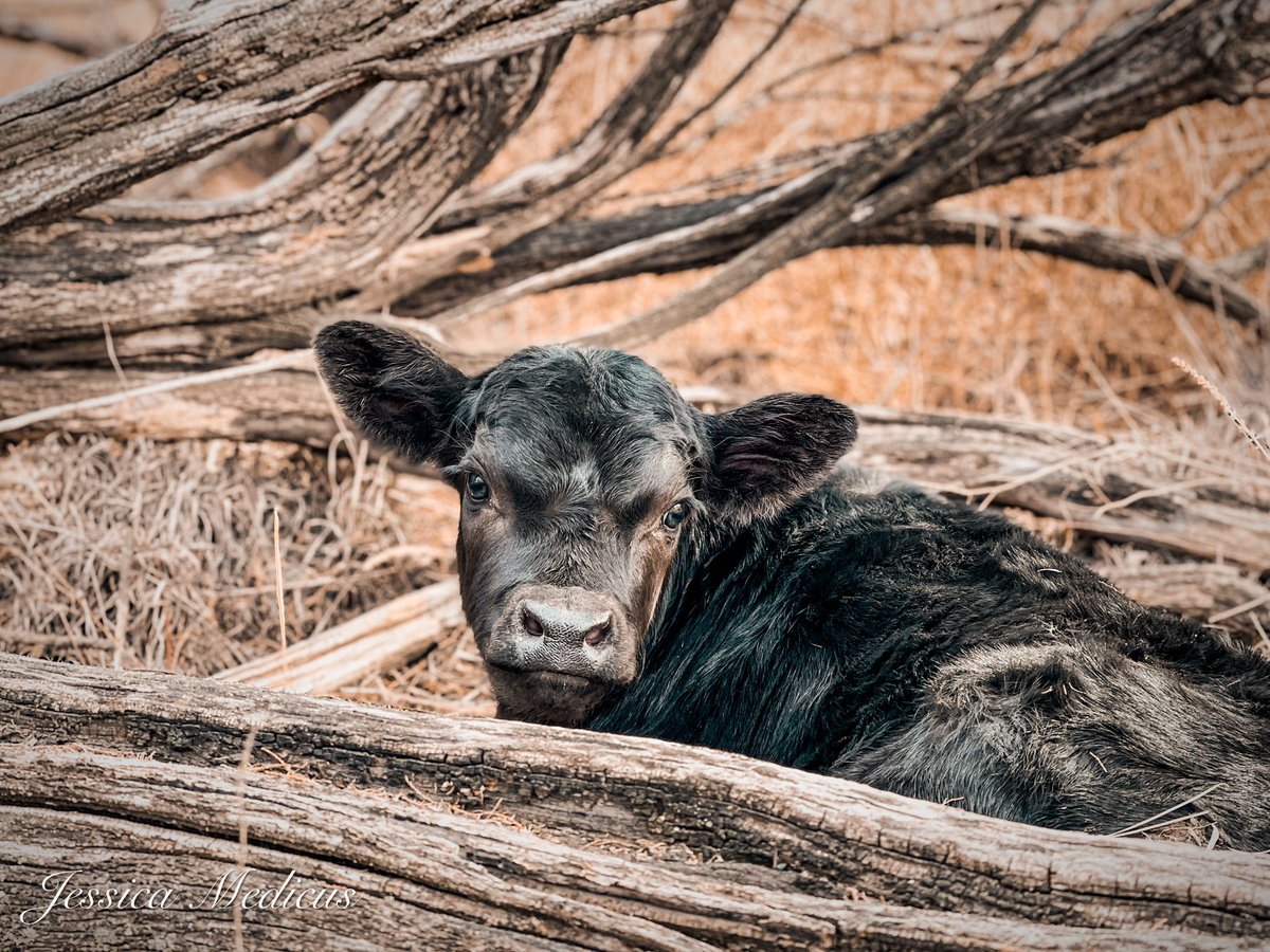 Lowlife Loper tweet media